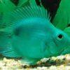 Green Parrot Fish Hybrid Amphilophus citrinellus × Vieja melanurus 5cm - Image 4
