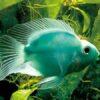 Green Parrot Fish Hybrid Amphilophus citrinellus × Vieja melanurus 5cm - Image 3