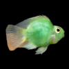 Green Parrot Fish Hybrid Amphilophus citrinellus × Vieja melanurus 5cm
