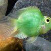 Green Parrot Fish Hybrid Amphilophus citrinellus × Vieja melanurus 5cm - Image 5