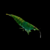 Jade Green Shrimp Neocaridina 2cm