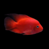 King Kong Red Parrot Fish Hybrid Amphilophus citrinellus × Vieja melanurus 5cm