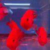King Kong Red Parrot Fish Hybrid Amphilophus citrinellus × Vieja melanurus 5cm - Image 6