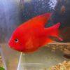 King Kong Red Parrot Fish Hybrid Amphilophus citrinellus × Vieja melanurus 5cm - Image 5