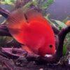 King Kong Red Parrot Fish Hybrid Amphilophus citrinellus × Vieja melanurus 5cm - Image 3