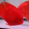 King Kong Red Parrot Fish Hybrid Amphilophus citrinellus × Vieja melanurus 5cm - Image 4