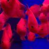 King Kong Red Parrot Fish Hybrid Amphilophus citrinellus × Vieja melanurus 5cm - Image 7