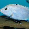 Labidochromis Blue/white Tanzanian Malawi African Cichlid Small 2 Inches - Image 6