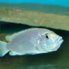 Labidochromis Blue/white Tanzanian Malawi African Cichlid Small 2 Inches - Image 7