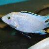 Labidochromis Blue/white Tanzanian Malawi African Cichlid Small 2 Inches - Image 8
