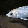 Labidochromis Blue/white Tanzanian Malawi African Cichlid Small 2 Inches - Image 9