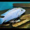 Labidochromis Blue/white Tanzanian Malawi African Cichlid Small 2 Inches - Image 5