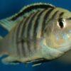Labidochromis Nkali Malawi African Cichlid Small 2 Inches - Image 7
