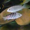 Labidochromis Nkali Malawi African Cichlid Small 2 Inches - Image 8
