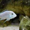Labidochromis White Tanzanian Malawi African Cichlid Small 2 Inches - Image 6