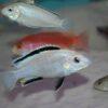Labidochromis White Tanzanian Malawi African Cichlid Small 2 Inches - Image 7