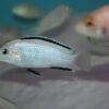 Labidochromis White Tanzanian Malawi African Cichlid Small 2 Inches - Image 9