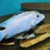 Labidochromis White Tanzanian Malawi African Cichlid Small 2 Inches - Image 5