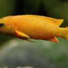 Lamprologus Leleupi Orange Tanganyikan African Cichlids 5cm - Image 6