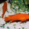 Lamprologus Leleupi Orange Tanganyikan African Cichlids 5cm - Image 8