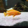 Lamprologus Leleupi Orange Tanganyikan African Cichlids 5cm - Image 9