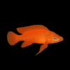 Lamprologus Leleupi Orange Tanganyikan African Cichlids 5cm