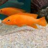 Lamprologus Leleupi Orange Tanganyikan African Cichlids 5cm - Image 5