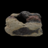 Medium Fossil Rock - Image 3