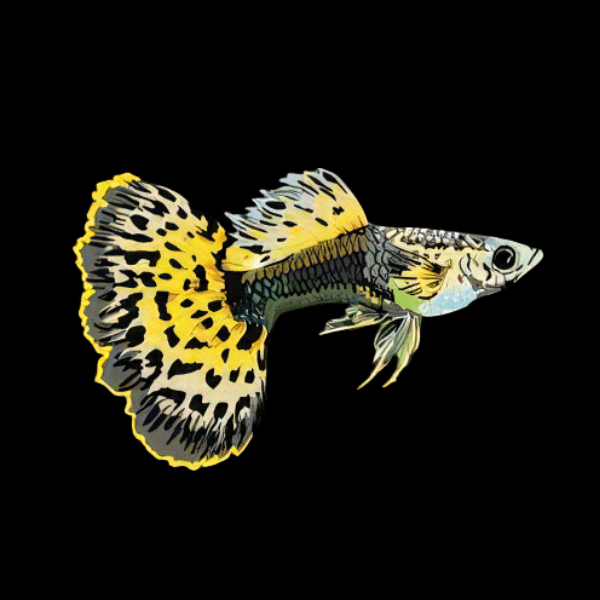 Leopard Male Guppy Poecilia Reticulata 3cm Sims Tropical Fish