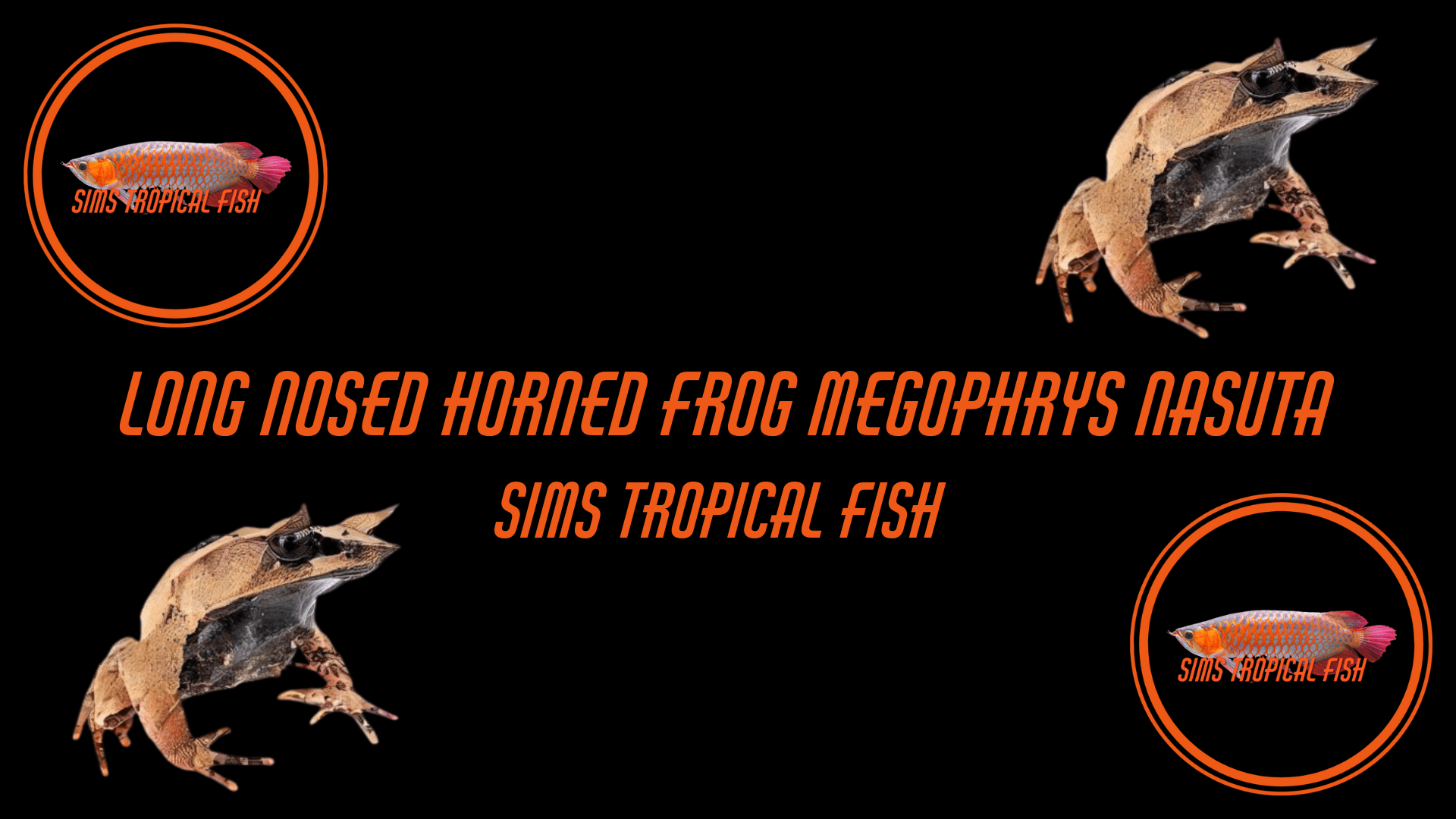Long Nosed Horned Frog Megophrys Nasuta 5cm – Sims Tropical Fish ...