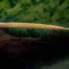 Longmouth Pipefish Doryichthys Heterosoma 8cm - Image 3