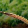 Longmouth Pipefish Doryichthys Heterosoma 8cm - Image 4