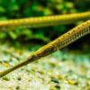Longmouth Pipefish Doryichthys Heterosoma 8cm - Image 5
