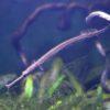 Longmouth Pipefish Doryichthys Heterosoma 8cm - Image 6