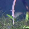 Longmouth Pipefish Doryichthys Heterosoma 8cm - Image 7