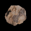Medium Fossil Rock