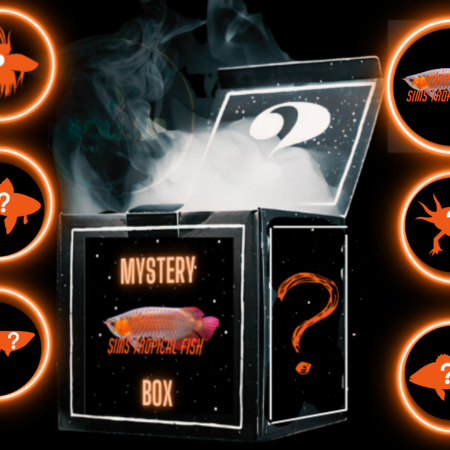 STF Mystery Boxes