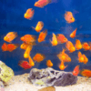 Orange Parrot Fish Hybrid Amphilophus citrinellus × Vieja melanurus 5cm - Image 8