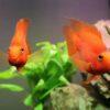 Orange Parrot Fish Hybrid Amphilophus citrinellus × Vieja melanurus 5cm - Image 6