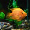 Orange Parrot Fish Hybrid Amphilophus citrinellus × Vieja melanurus 5cm - Image 4