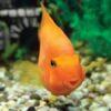 Orange Parrot Fish Hybrid Amphilophus citrinellus × Vieja melanurus 5cm - Image 5