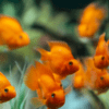 Orange Parrot Fish Hybrid Amphilophus citrinellus × Vieja melanurus 5cm - Image 7