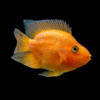 Assorted Parrot Fish Hybrid Amphilophus citrinellus × Vieja melanurus 5cm - Image 9