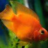 Orange Parrot Fish Hybrid Amphilophus citrinellus × Vieja melanurus 5cm - Image 3