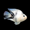 Assorted Parrot Fish Hybrid Amphilophus citrinellus × Vieja melanurus 5cm - Image 6