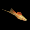 Pineapple Swordtail Xiphophorus Hellerii 3cm