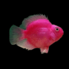 Pink Parrot Fish Hybrid Amphilophus citrinellus × Vieja melanurus 5cm