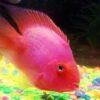 Pink Parrot Fish Hybrid Amphilophus citrinellus × Vieja melanurus 5cm - Image 4