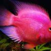 Pink Parrot Fish Hybrid Amphilophus citrinellus × Vieja melanurus 5cm - Image 5