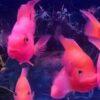 Pink Parrot Fish Hybrid Amphilophus citrinellus × Vieja melanurus 5cm - Image 6